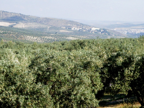The far right-side city is Baena.